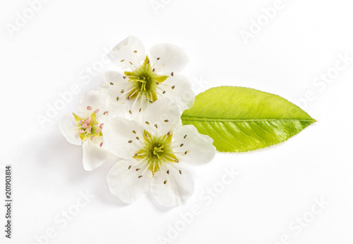 Blossoms pear tree white background Spring flower