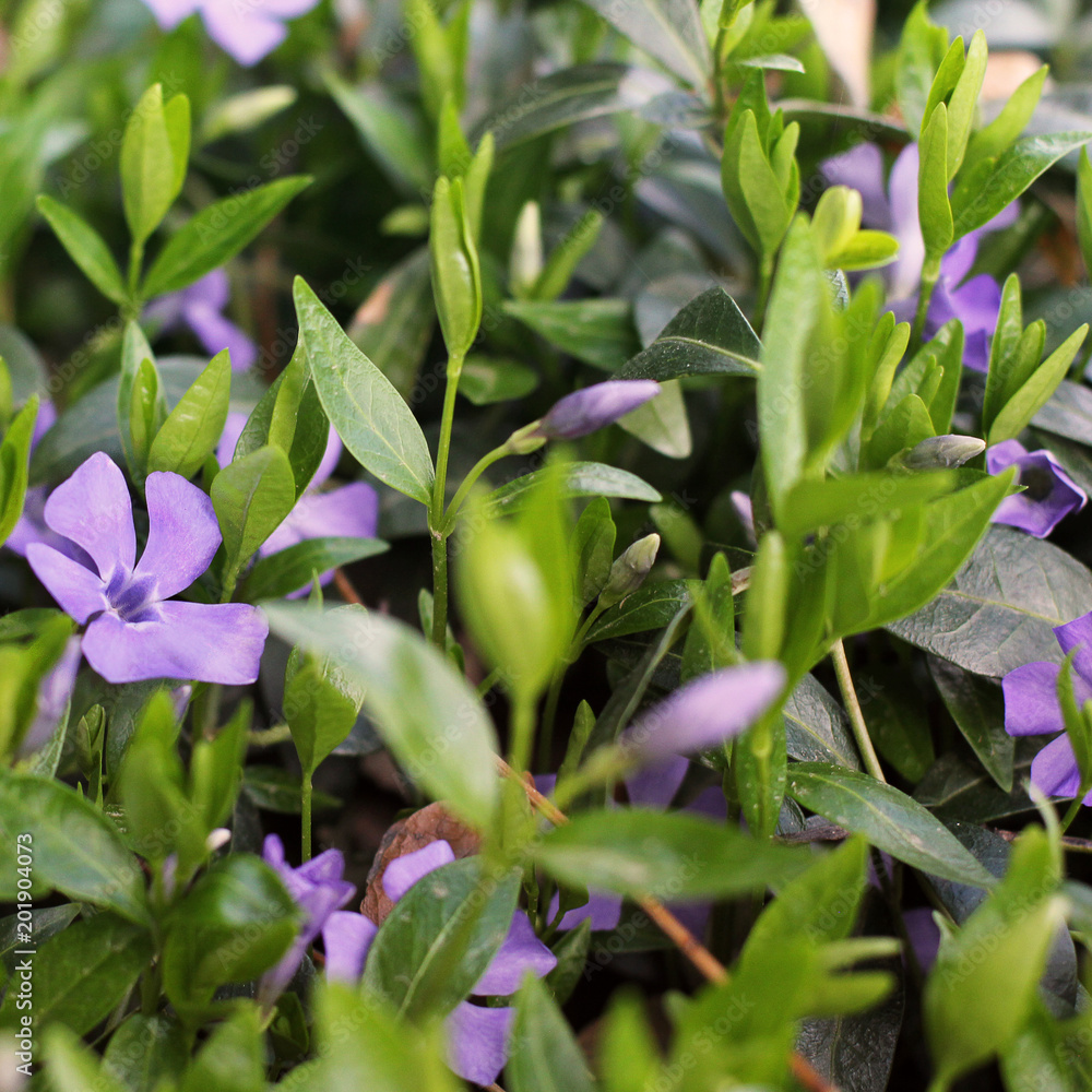 Obraz premium Flowers in the garden close up. Flowers in spring