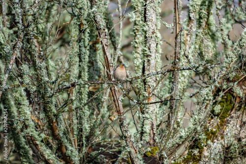 male Chaffinch Fringilla coelebs hidden in the bush photo