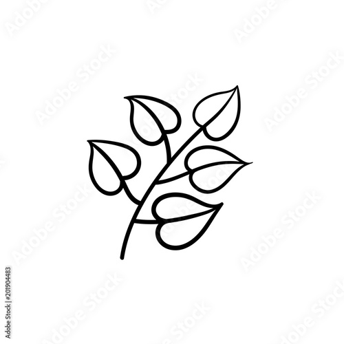 Linden leaves hand drawn vector outline doodle icon. Vector sketch illustration of linden branch with leaves for print, web, mobile and infographics isolated on white background.
