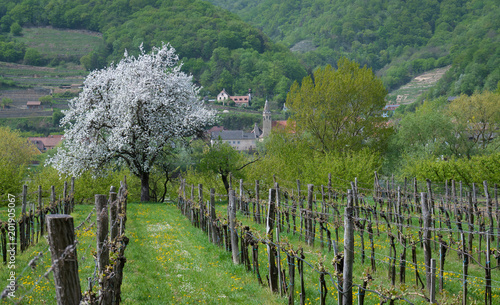 Bl  hender Obstbaum im Weingarten