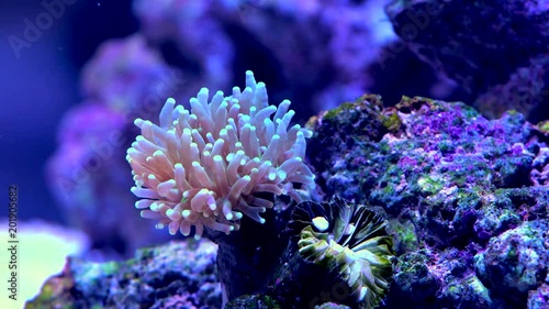 Euphyllia LPS Coral  photo