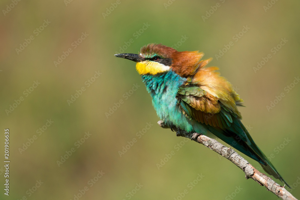European bee-eater (Merops apiaster) sitting on a stick. European bee-eater (Merops apiaster) sitting on a stick.