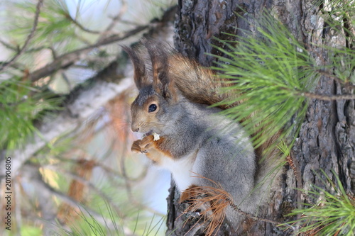 Sciurus vulgaris. Adult squirrel eats food in the woods