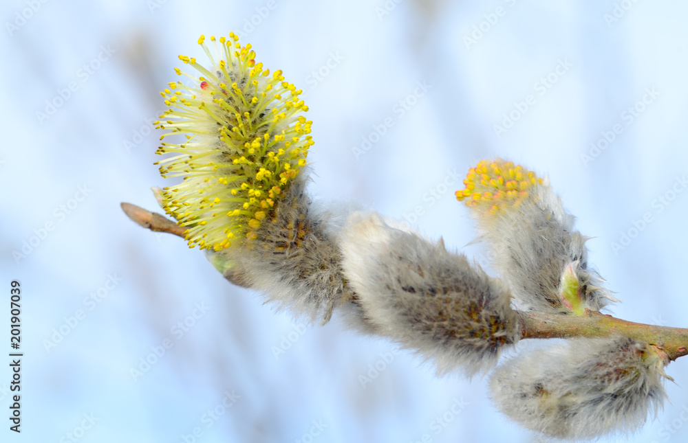 The furry buds of pussy willow. The furry buds of pussy willow.