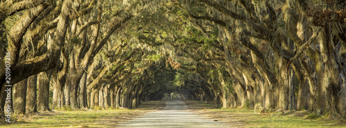 Oak tree lined road in Savannah, Georgia.