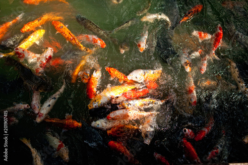 A lot of fish in the tropical park pond