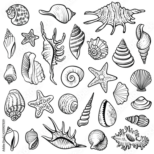 Sea shells vector line set. Black and white doodle illustrations.