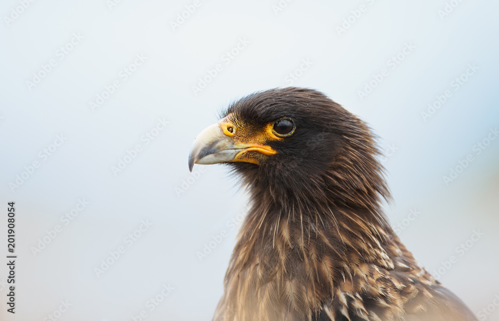 Close-up of Striated Caracara against clear background Close-up of Striated Caracara against clear background