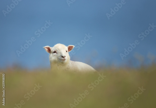 Close-up of young Shetland sheep in grass