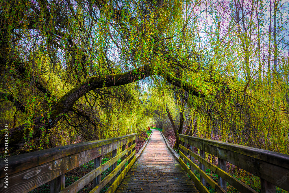 Lush Green Tree Covered Boardwalk Lush Green Tree Covered Boardwalk