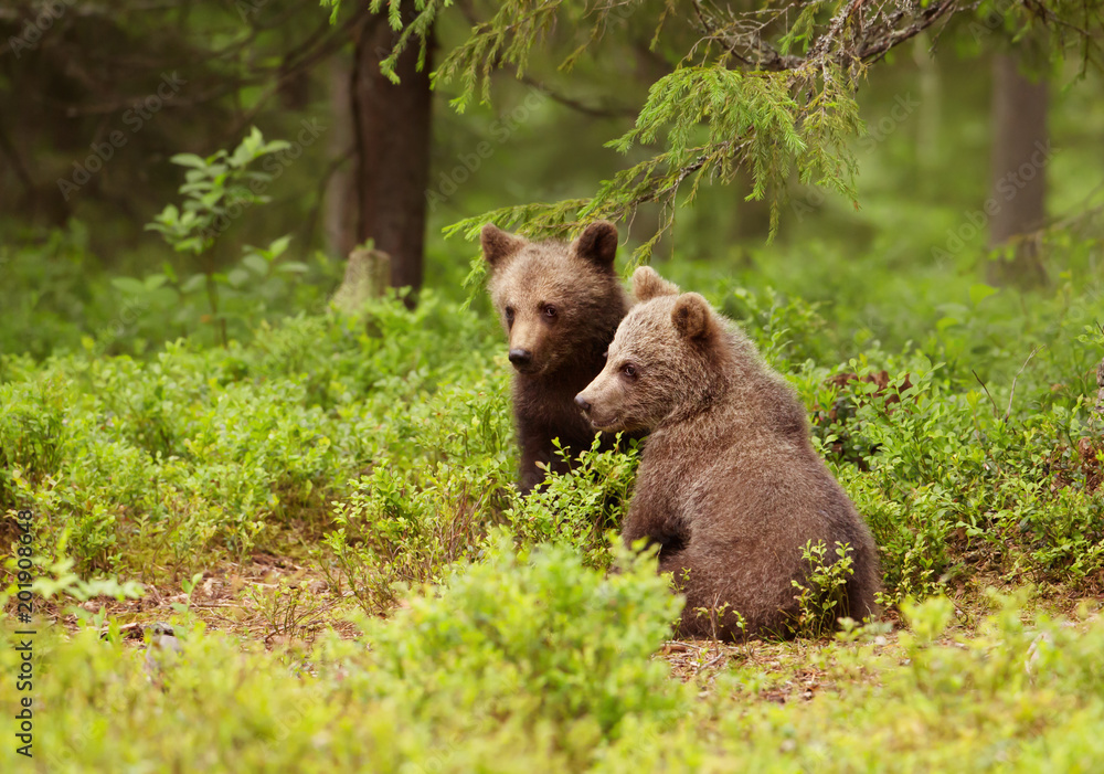Fototapeta premium Two European brown bear cubs in boreal forest, Finland.