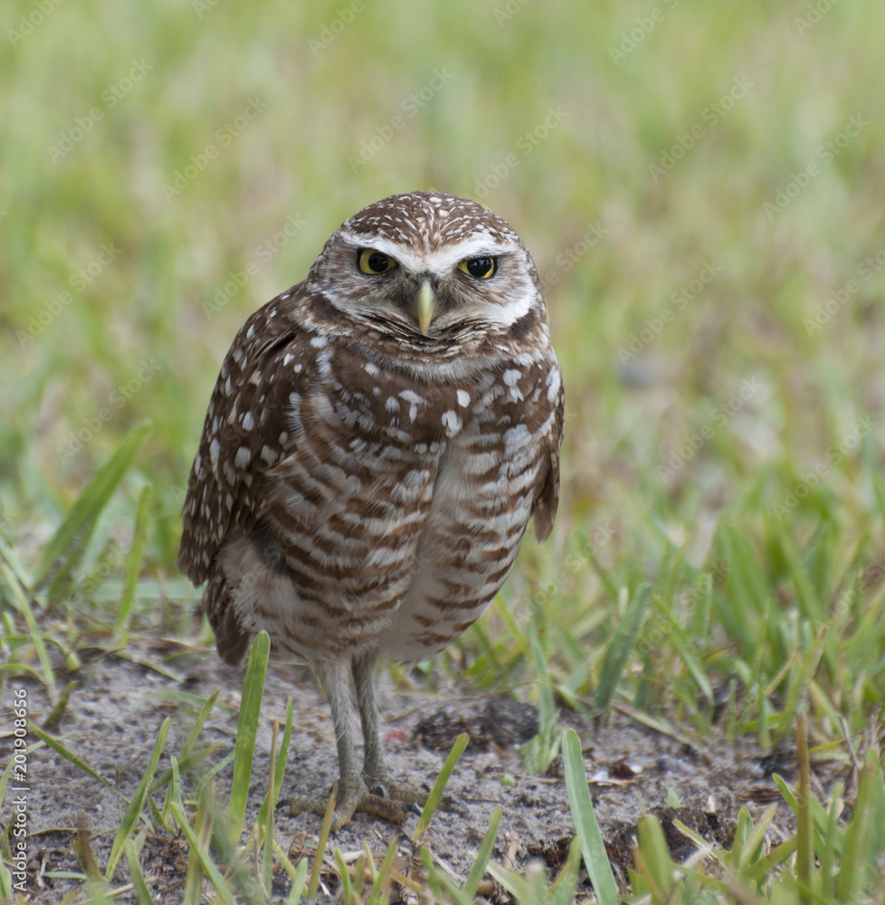 Brown and white spotted burrowing owl with yellow eyes and beak is standing in green grass and dirt edge of its burrow. Brown and white spotted burrowing owl with yellow eyes and beak is standing in green grass and dirt edge of its burrow.