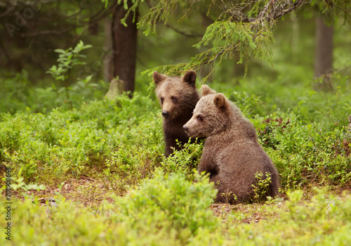 Two European brown bear cubs in boreal forest, Finland.