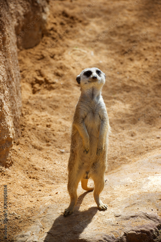 Fototapeta premium Meerkat in a zoo
