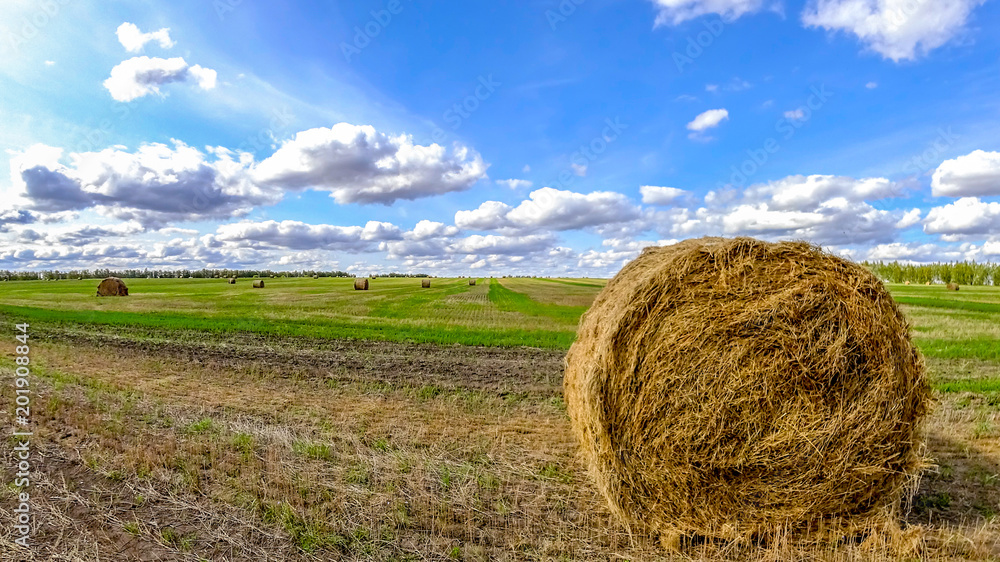 Hay bail harvesting in golden field landscape Hay bail harvesting in golden field landscape