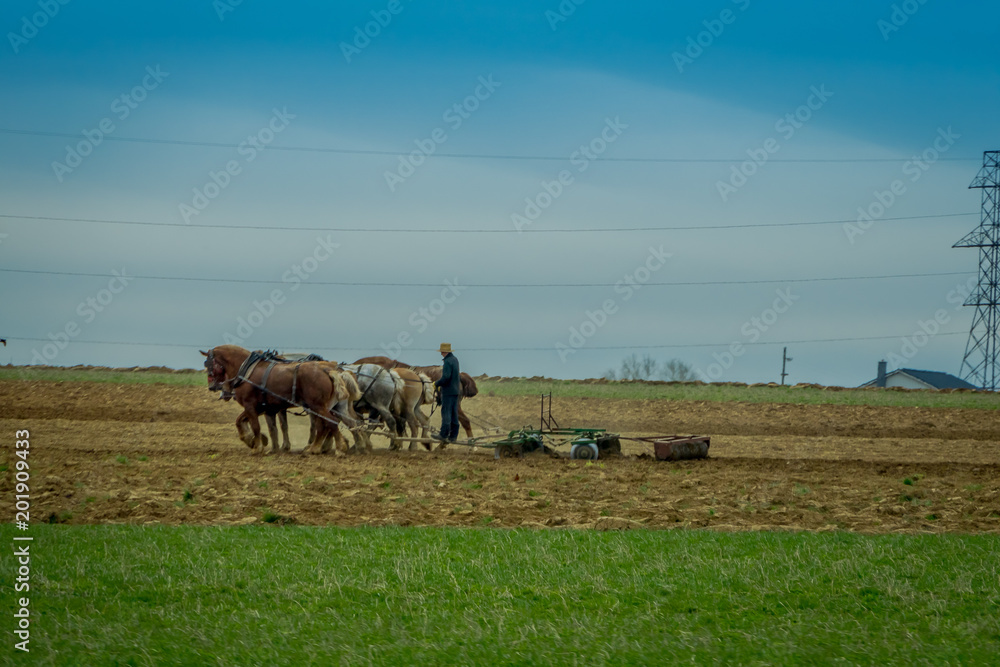 Obraz premium Outdoor view of amish farmer using many horses hitch antique plow in the field