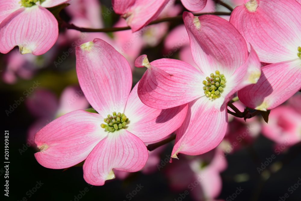 Blumenhartriegel, Frühlingsboten