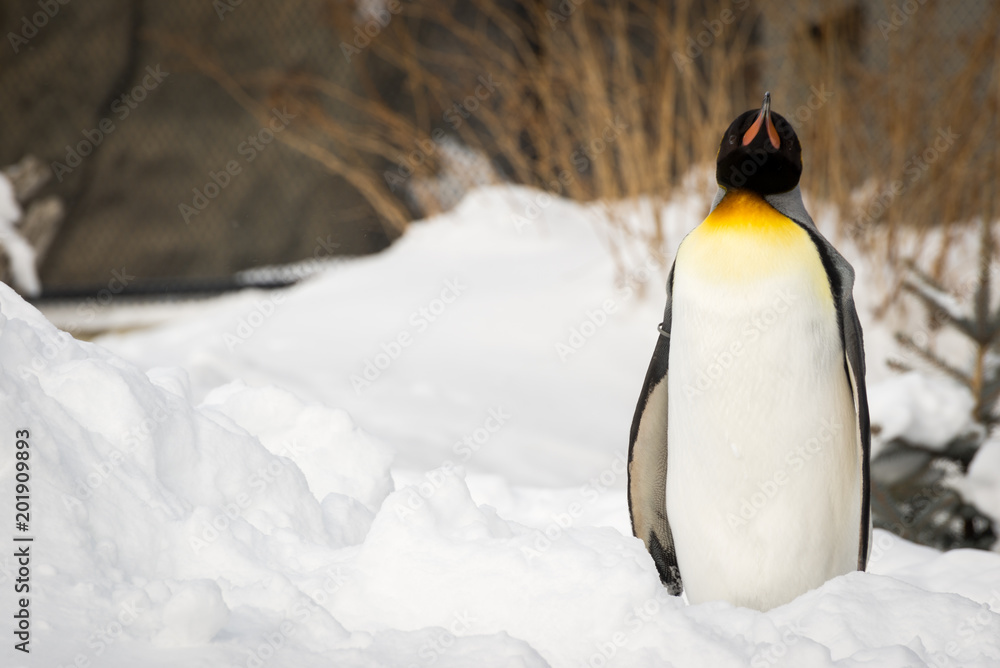 Fototapeta premium Penguin standing outside in the snow