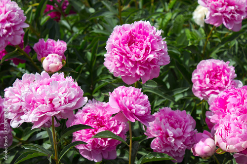 Peony flower