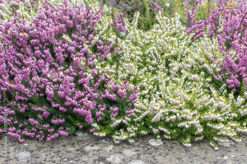 old concrete border with blooming heather shrub