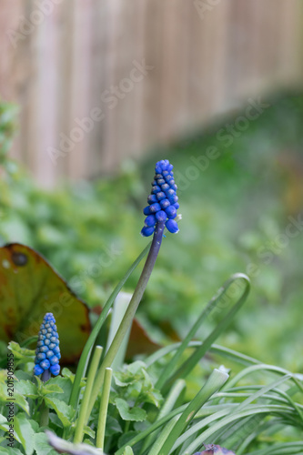spring blue muscari flower (grape hyacinth) blurred rear garden background