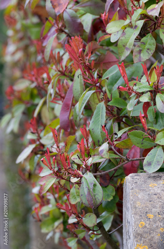 Street bush behind old concrete fence with colourful autumn leaves blurred background