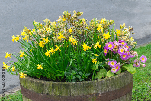 rustic wood flower bed with spring daffodils and primroses in the street near the road