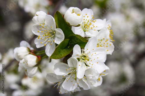 White flowers of cherry in spring