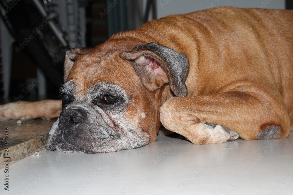 Boxer dog Boxer dog