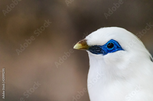 Bali Starling Bird © Nauzet Báez