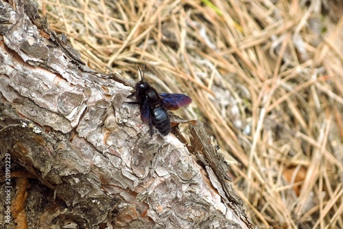 Violet carpenter bee (Xylocopa violacea) in a pine forest