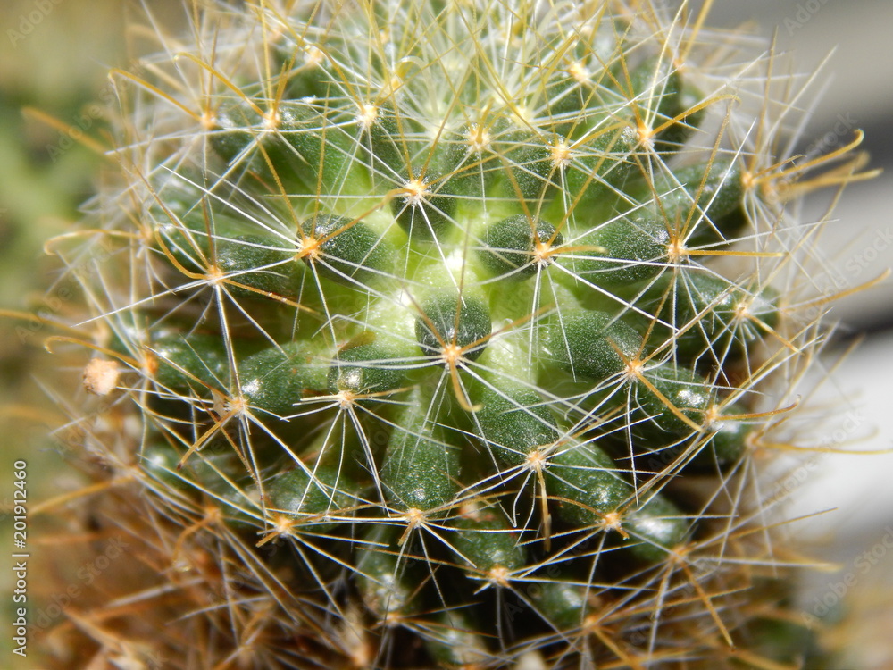 Cactus close-up texture