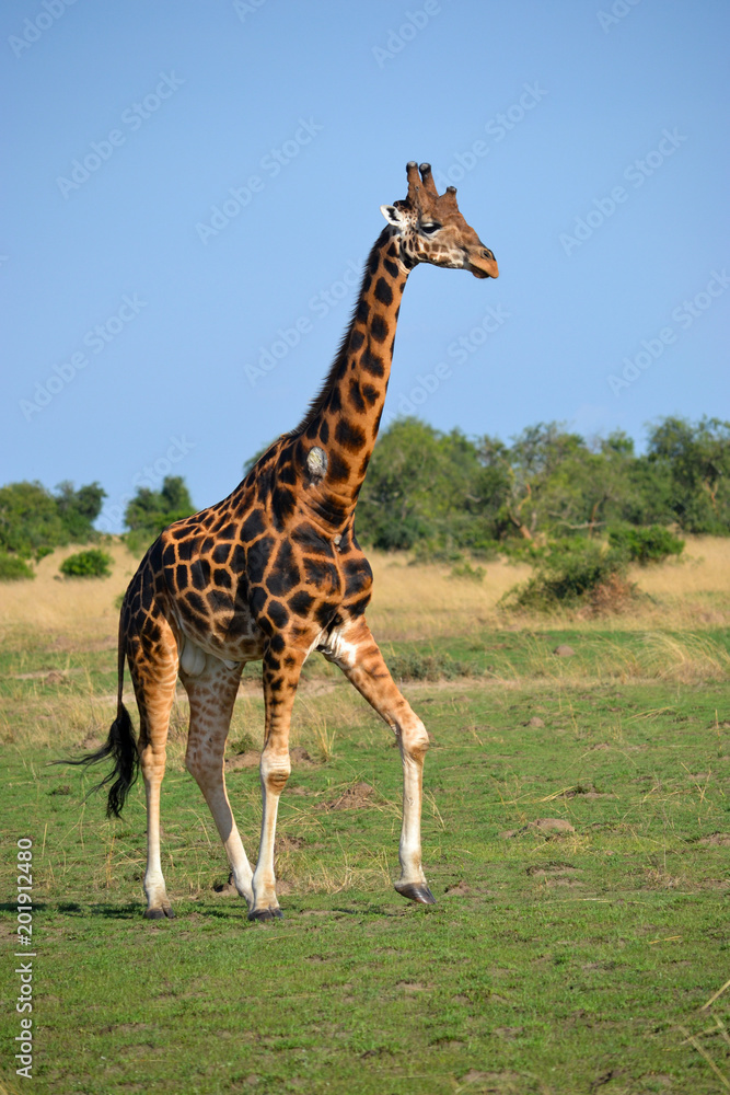 Obraz premium Giraffe in Uganda