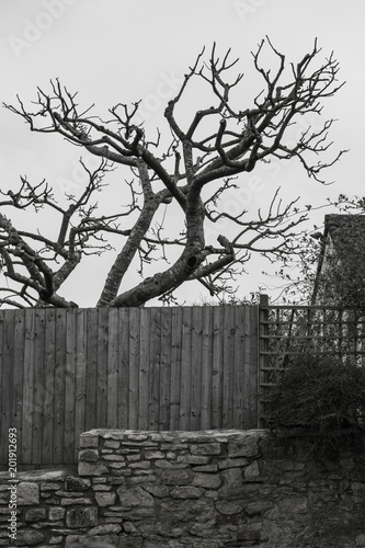 Autumn tree extended silhouette under old wood fence and stone wall