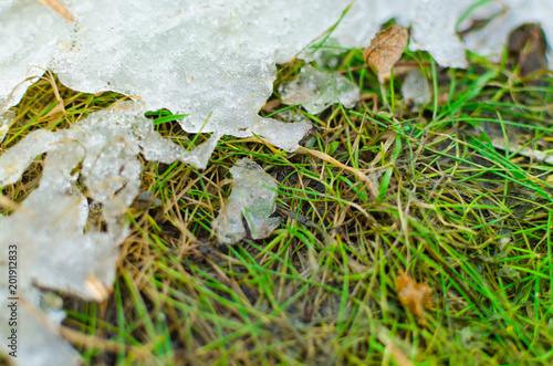 Snow melts on the grass in springtime.