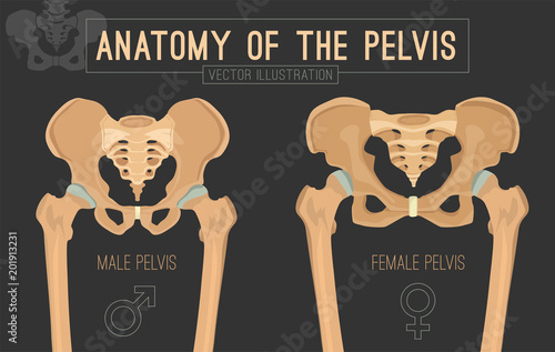 Female Male Pelvis