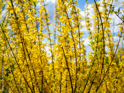 Brightly yellow flowers of Forsythia