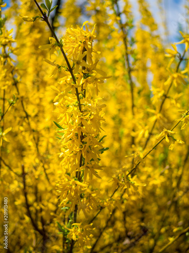 Brightly yellow flowers of Forsythia