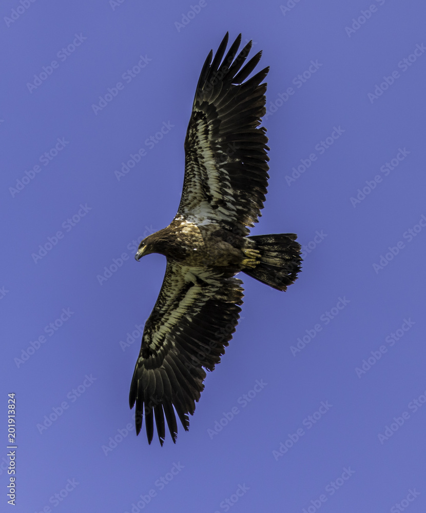Obraz premium Juvenile Eagle