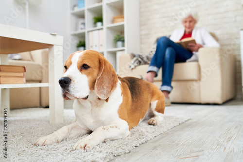 Sad old Beagle dog lying on carpet and looking straight while senior woman reading in armchair in background