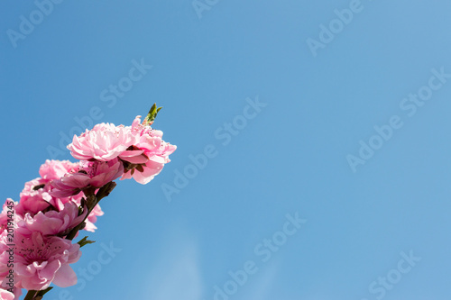 Pink flowers of a peach.