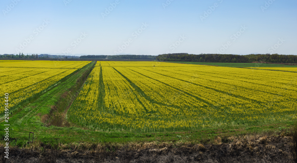 Endless stripes of blooming canola (lat. Brassica napus)