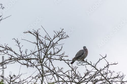 Silhouette of lonely turtle dover pigeon on the tree branch