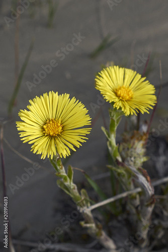 Tussilago farfara