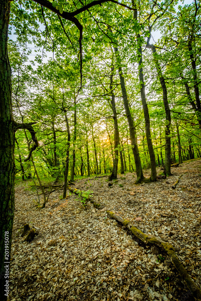 Fototapeta premium Wander-Lust - Germany