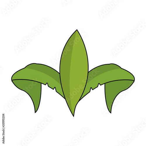 Leaves nature symbol vector illustration graphic design