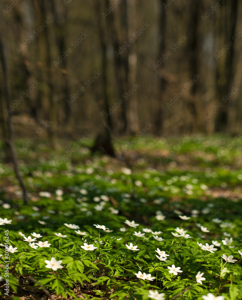 Anemone nemorosa flower in the forest in the sunny day. Wood anemone, windflower, thimbleweed. Anemone nemorosa flower in the forest in the sunny day. Wood anemone, windflower, thimbleweed.