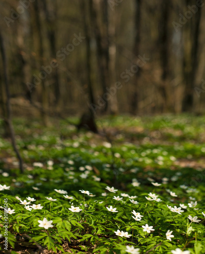 Anemone nemorosa flower in the forest in the sunny day. Wood anemone, windflower, thimbleweed.