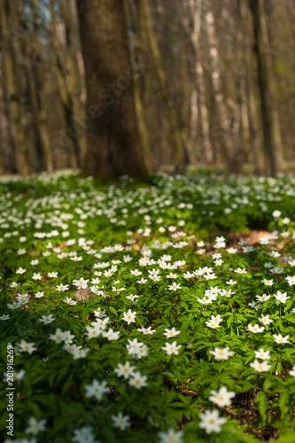 Anemone nemorosa flower in the forest in the sunny day. Wood anemone, windflower, thimbleweed.